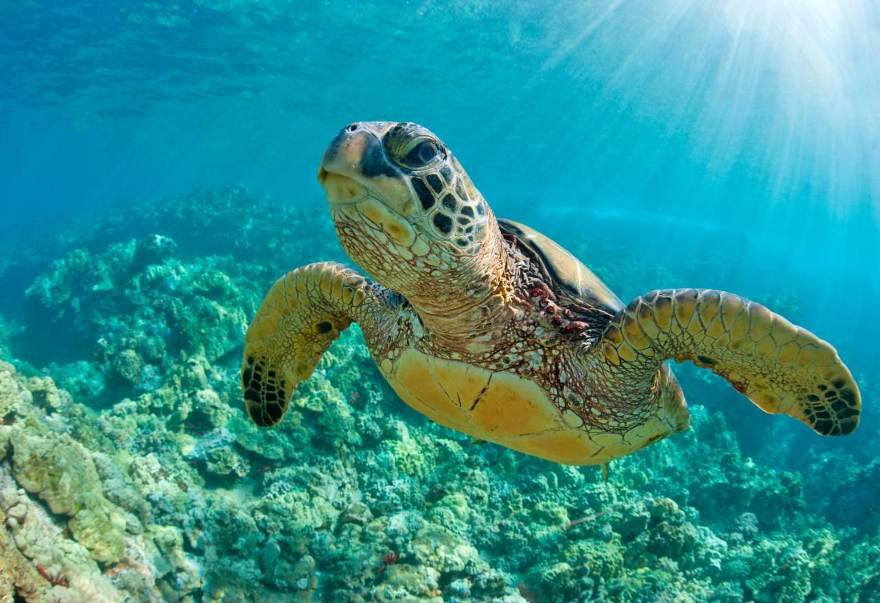 مبيت وإفطار شاطئ دياني Upani In Diani المظهر الخارجي الصورة